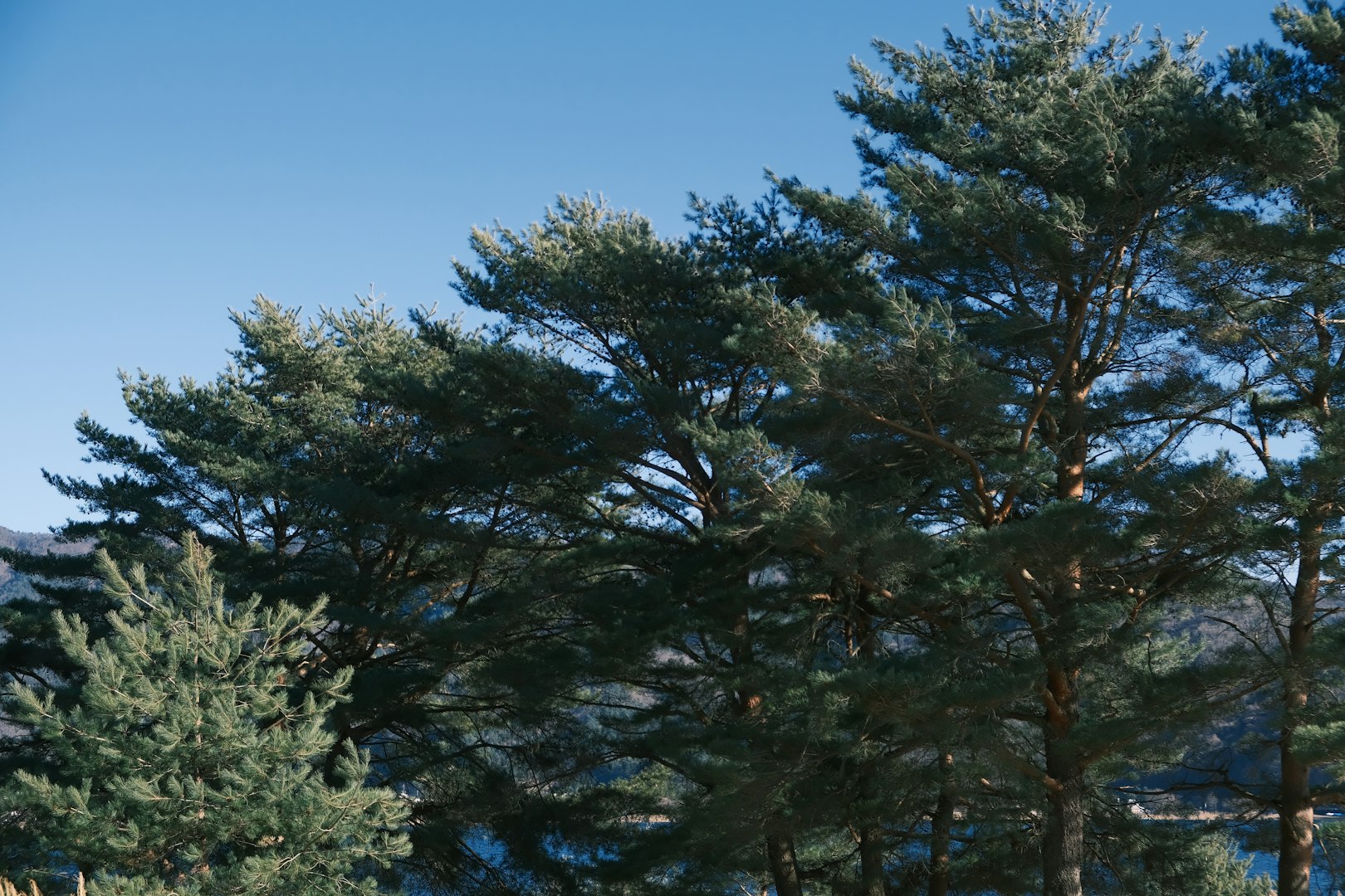 a couple of trees that are next to each other